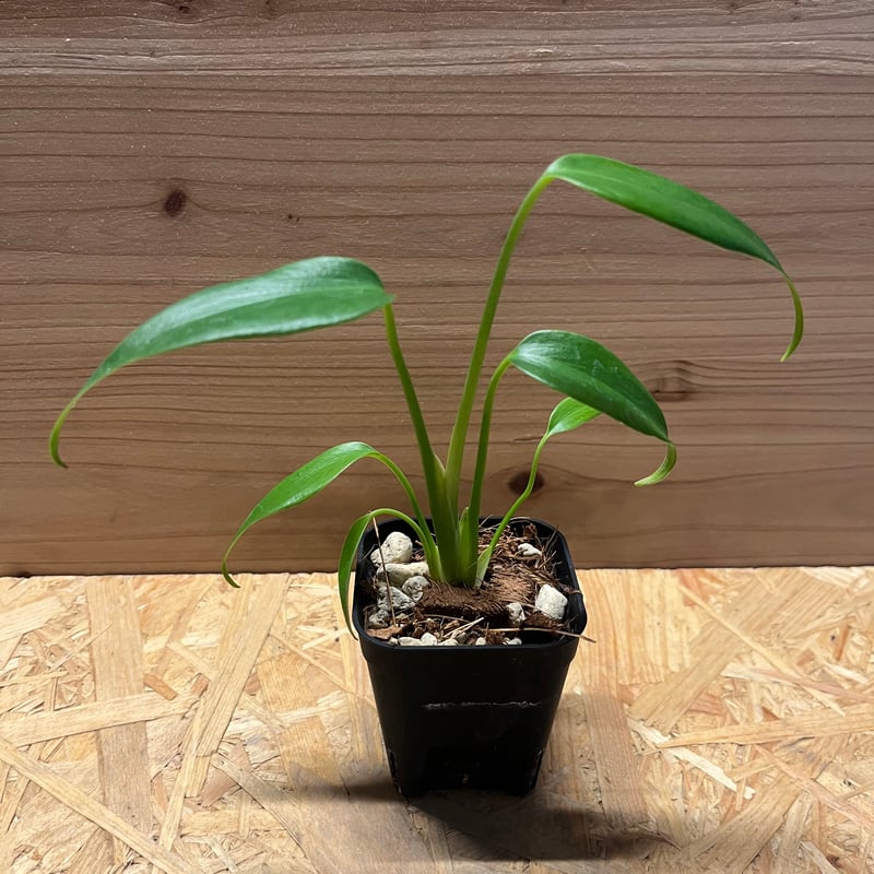 モンステラ ディラセラータ バールマルクスフレーム | GREEN LUCK