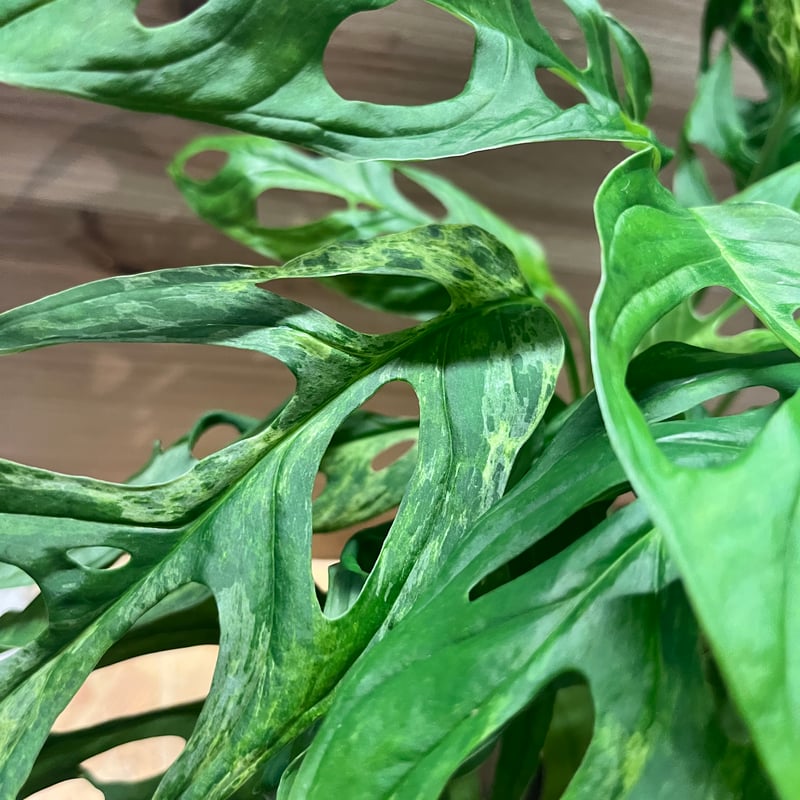 モンステラ アダンソニー ミントバリエガータ | GREEN LUCK