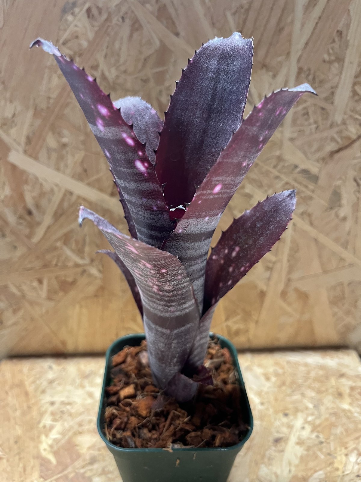 ビルベルギア スモークスタック 鉢ごと ビルベルギア スモークスタック | GREEN LUCK