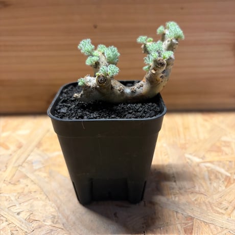 新春セール！1/7まで 最終値下げ】モンソニア ムルチフィダ