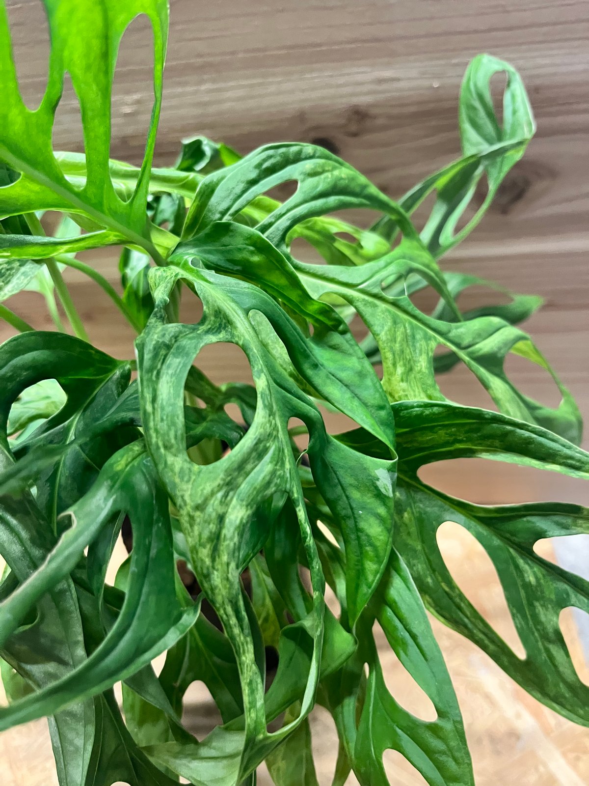 モンステラ アダンソニー ミントバリエガータ | GREEN LUCK