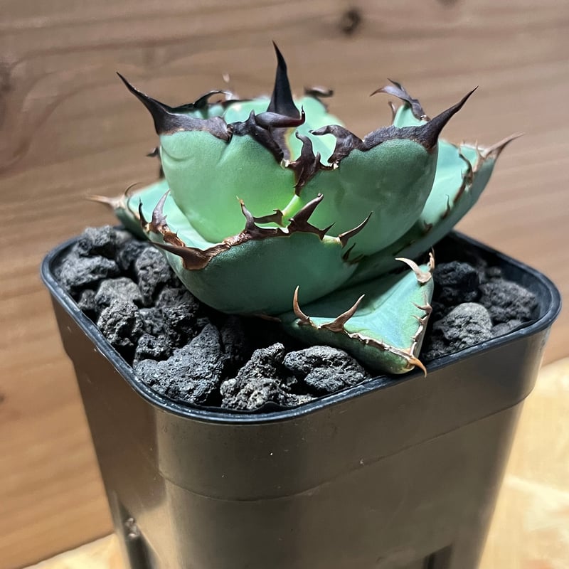 アガベ チタノタ 'NO NAME' | GREEN LUCK