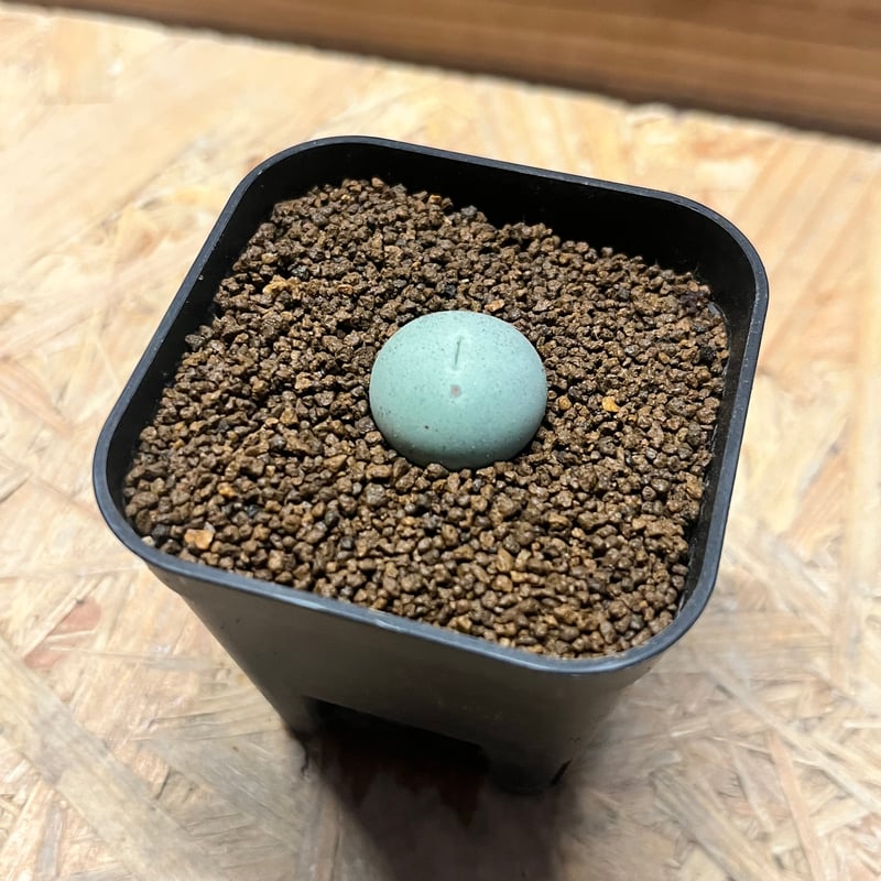 コノフィツム カルキュルス | GREEN LUCK