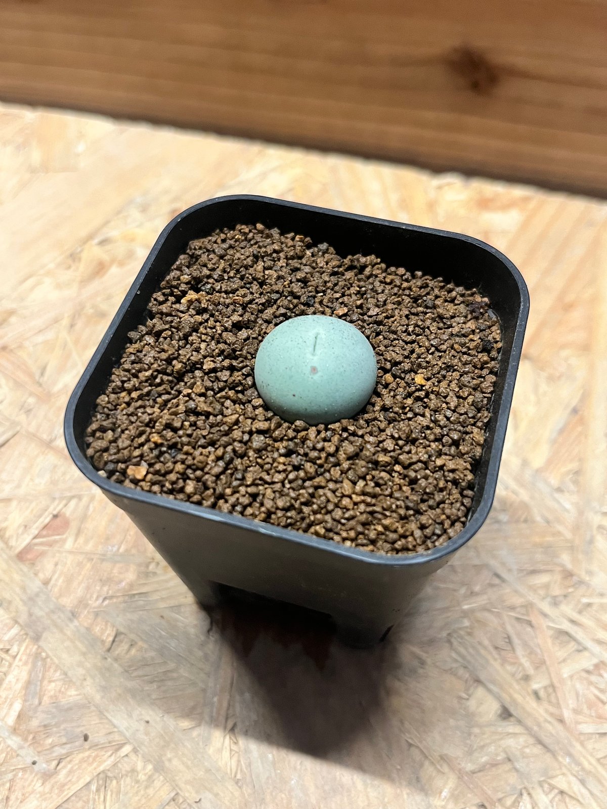 コノフィツム カルキュルス | GREEN LUCK