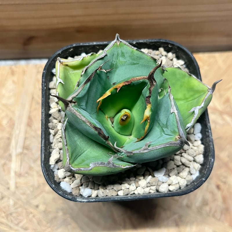 アガベ チタノタ 'ジャガーノート hyb.' | GREEN LUCK