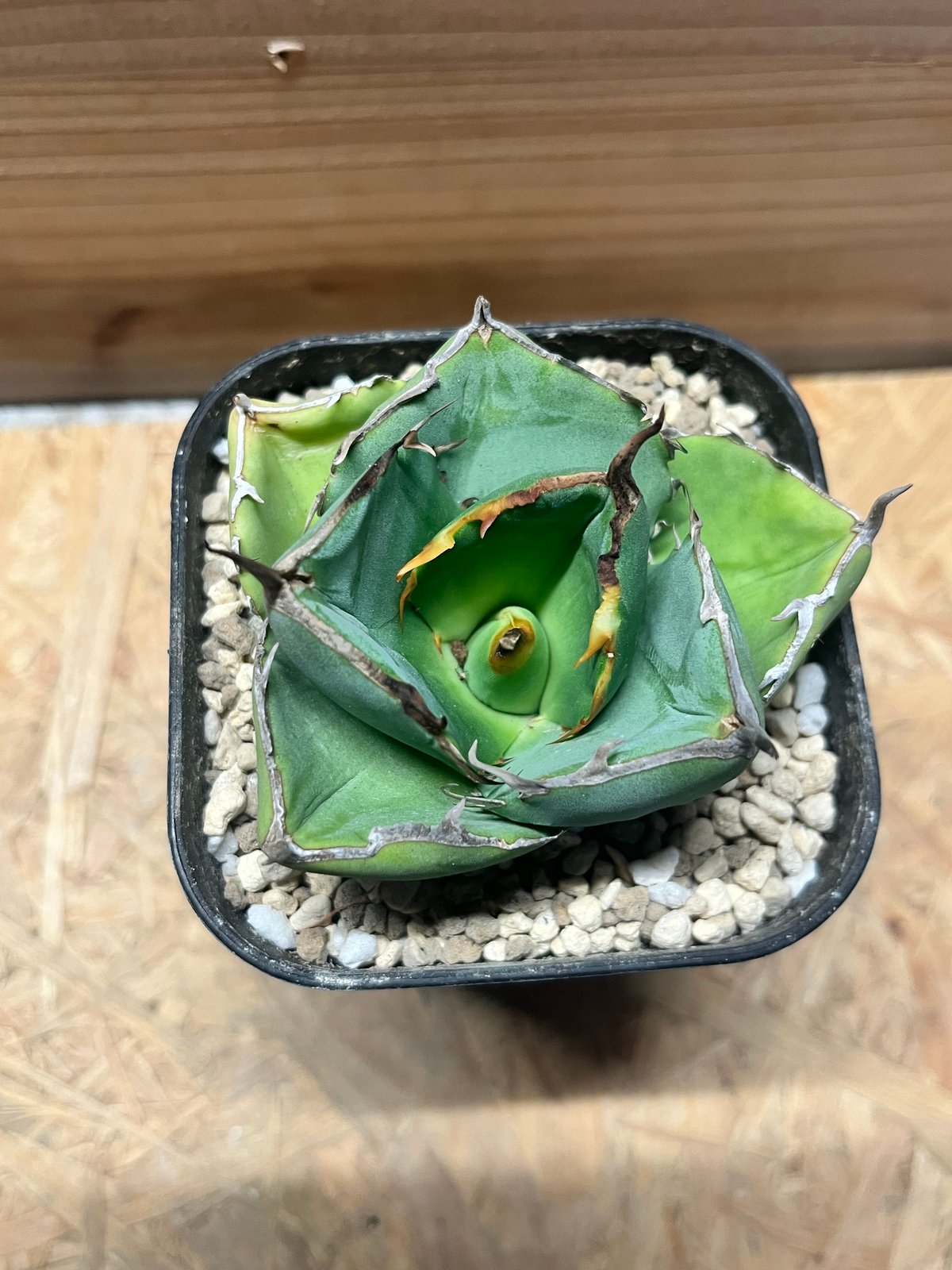 アガベ　チタノタ　ジャガーノート アガベ チタノタ 'ジャガーノート hyb.' | GREEN LUCK