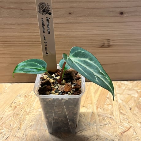 Anthurium Carlablackiae/アンスリウム カーラブラッキー⑰ Secret Bazaar | _ 『 アンスリウム・カーラブラッキーアイ