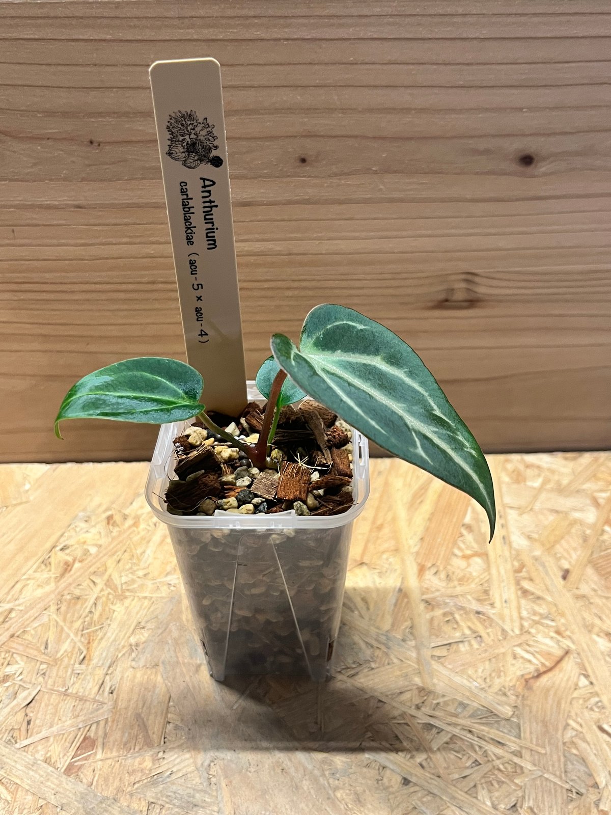 アンスリウム　カーラブラッキー Secret Bazaar | _ 『 アンスリウム・カーラブラッキーアイ