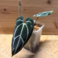 アンスリウム ジャングルキング | GREEN LUCK