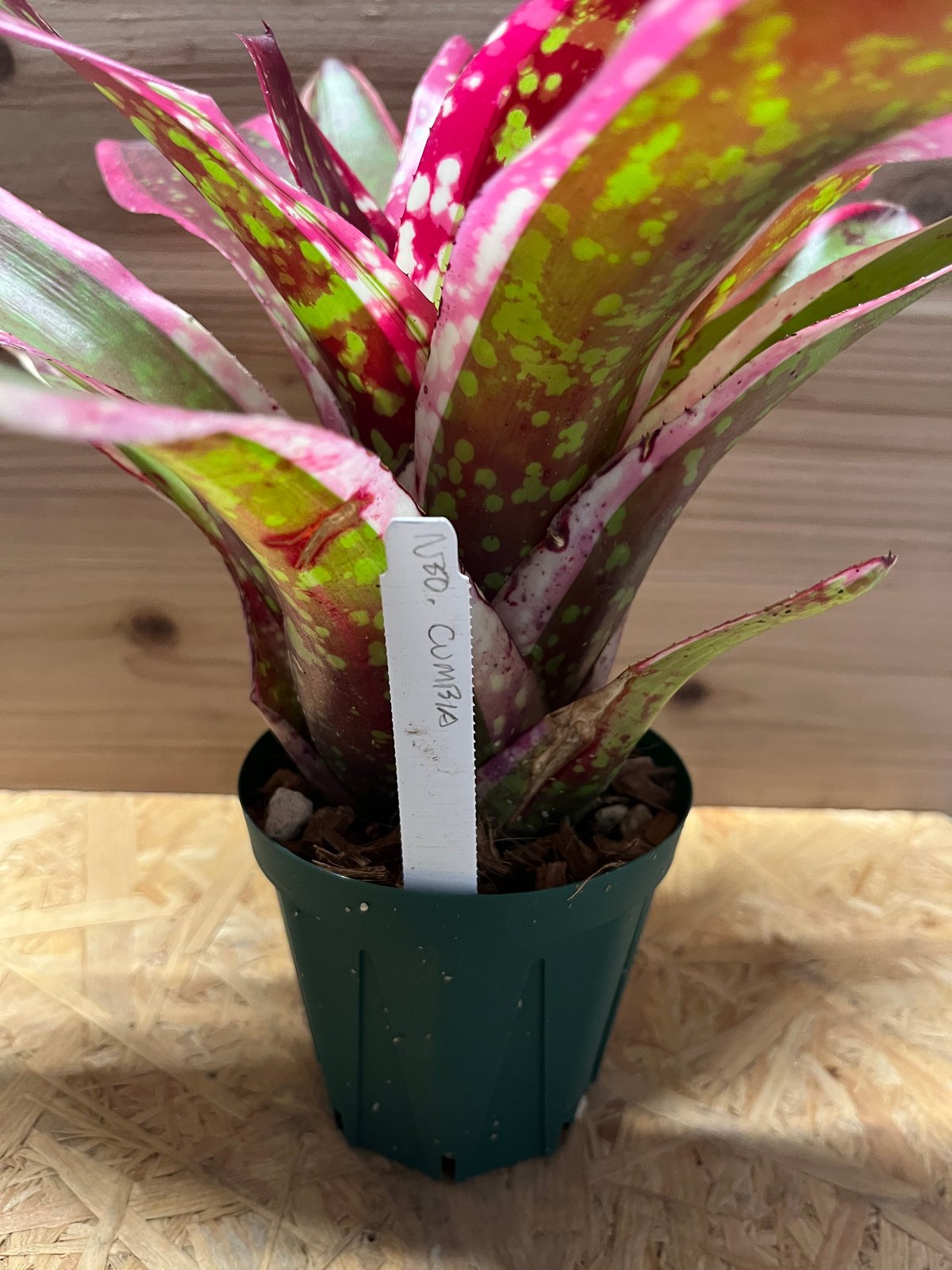 ネオレゲリア クンビア | GREEN LUCK