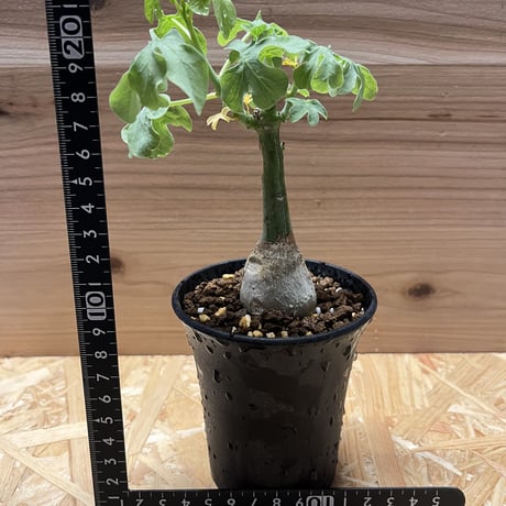 アデニア　グラウカ　幻蝶かずら