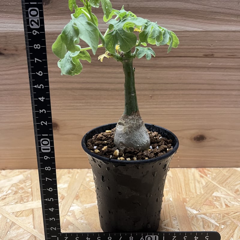 アデニア グラウカ 幻蝶かずら | GREEN LUCK