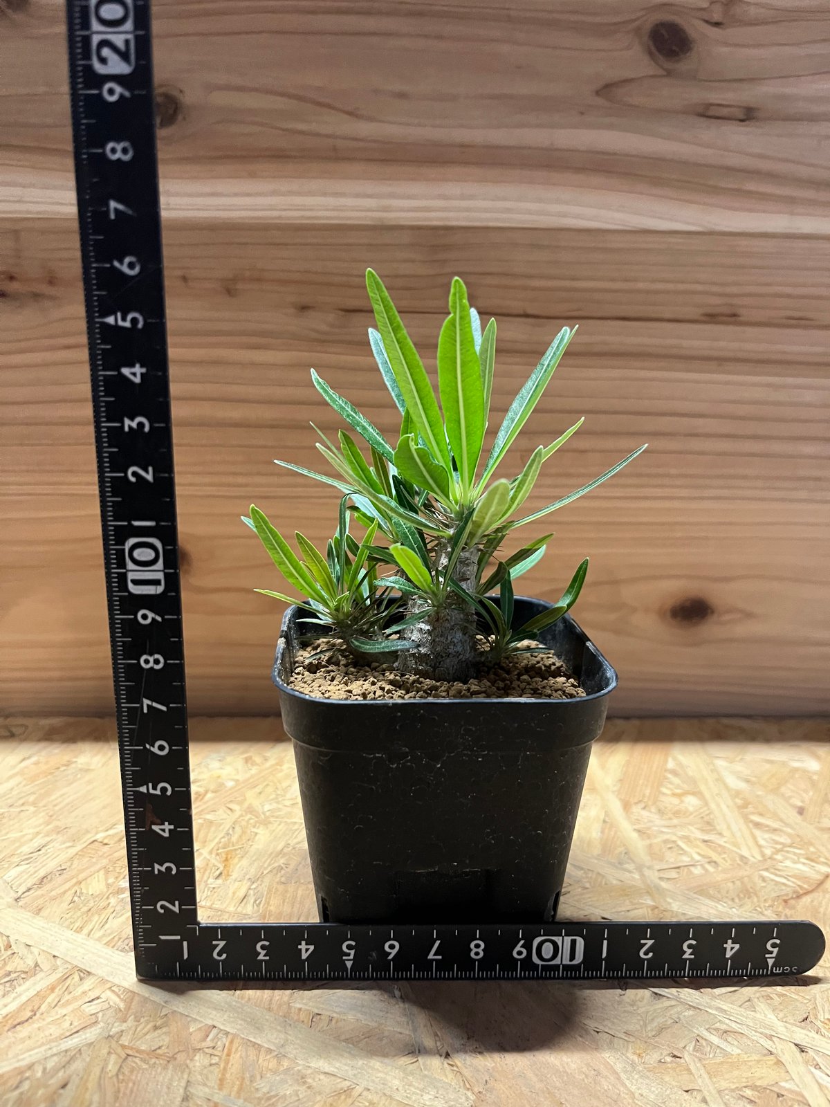 パキポディウム グラキリス 実生 | GREEN LUCK