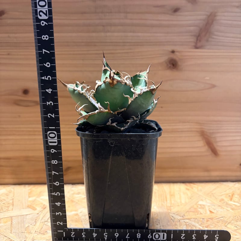 アガベ チタノタ 'シーザー' | GREEN LUCK