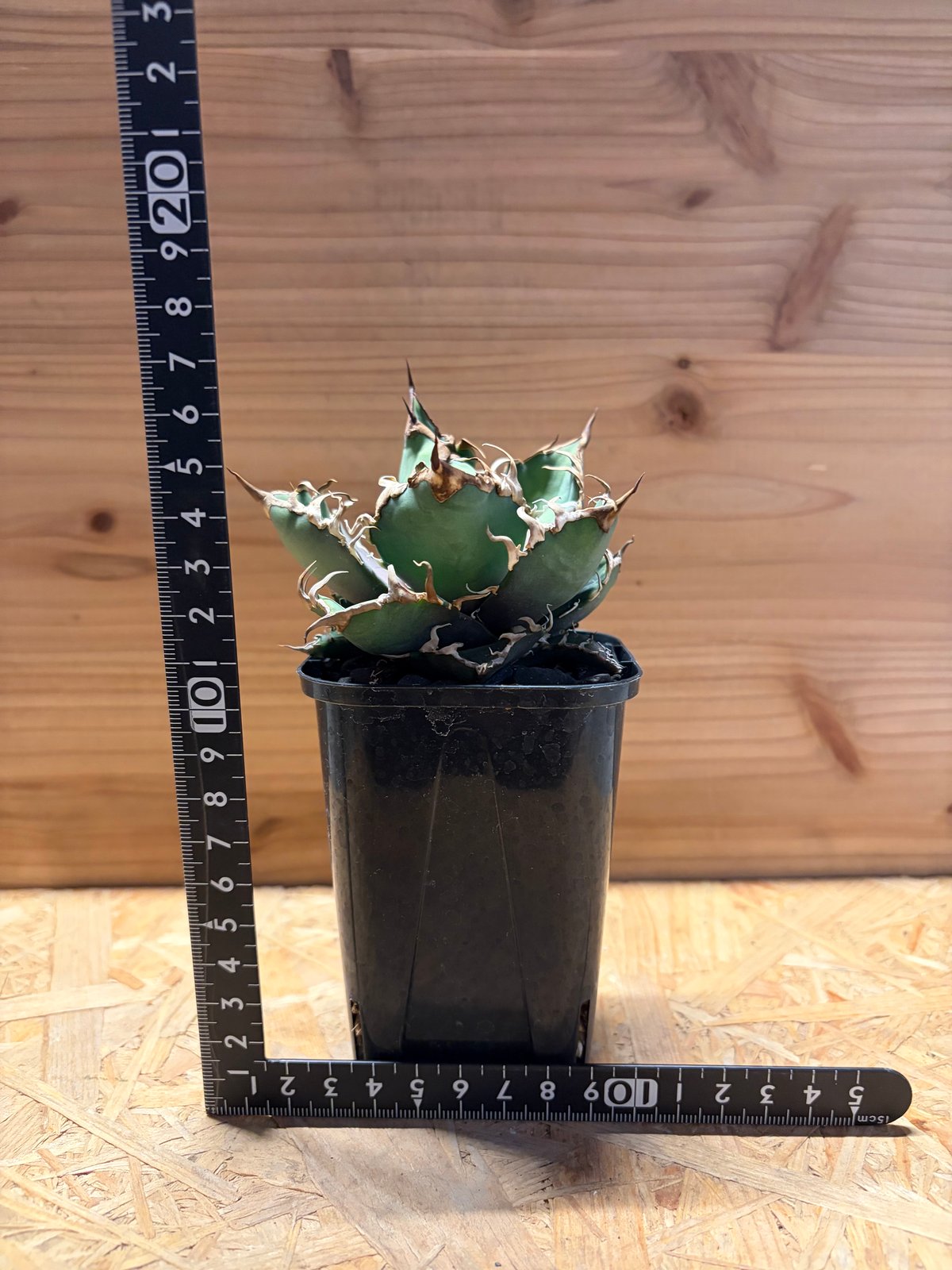 アガベ チタノタ 'シーザー' | GREEN LUCK