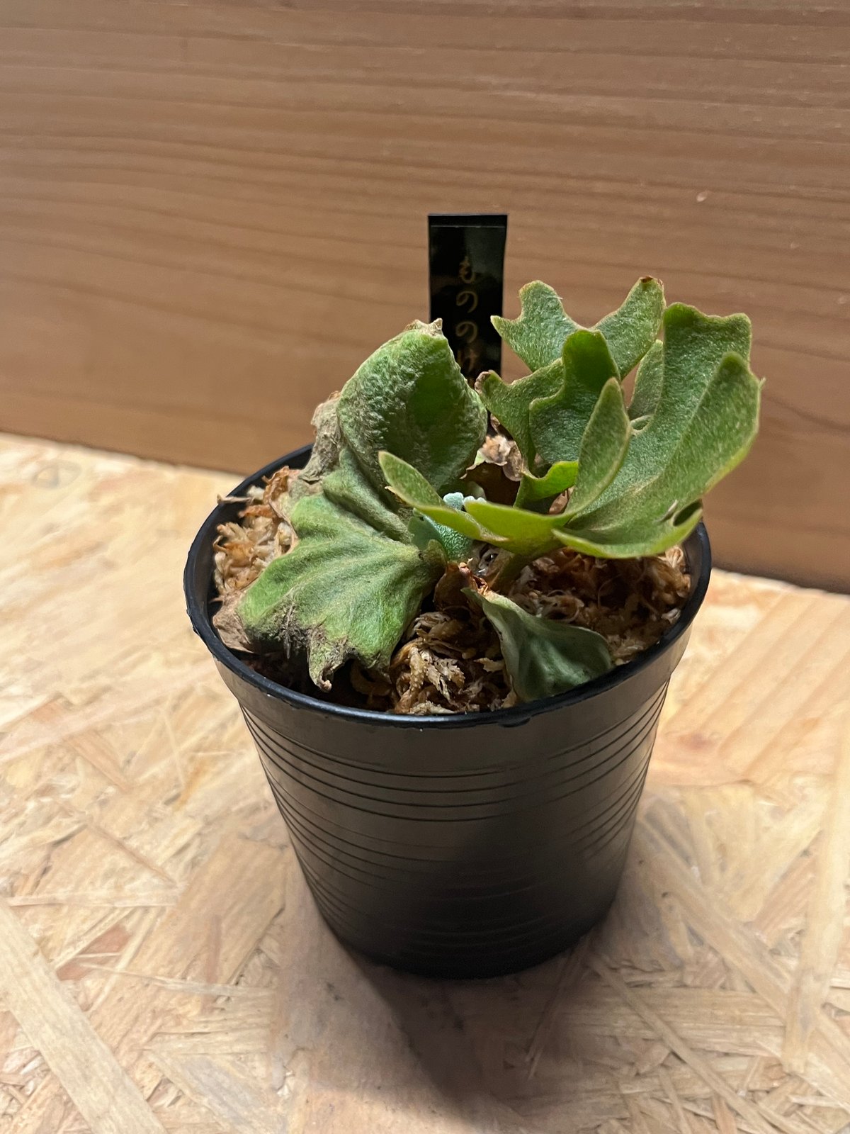 ビカクシダ リドレイ ドワーフ シルベリー | GREEN LUCK