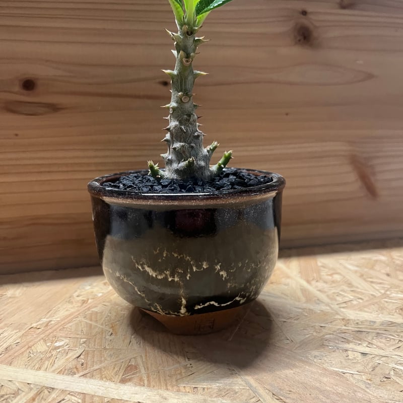 パキポディウムウィンゾリー　お盆セール パキポディウム ウィンゾリー | STELLA.PLANTS