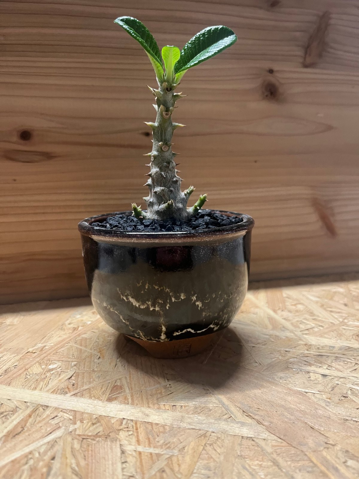 パキポディウム ウィンゾリー　鉢ごと&オマケ付 パキポディウム ウィンゾリー / Pachypodium baronii var. winds