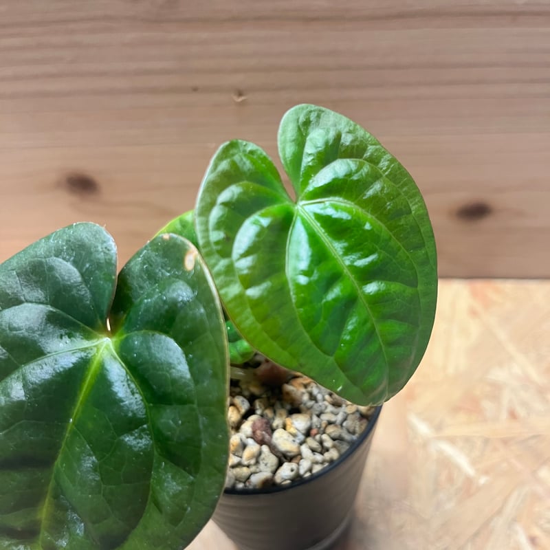 アンスリウム パピリラミナム×ルクスリアンス | GREEN LUCK