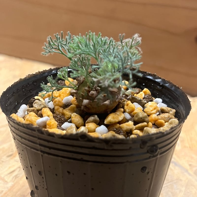 モンソニア ペニクリナム | GREEN LUCK