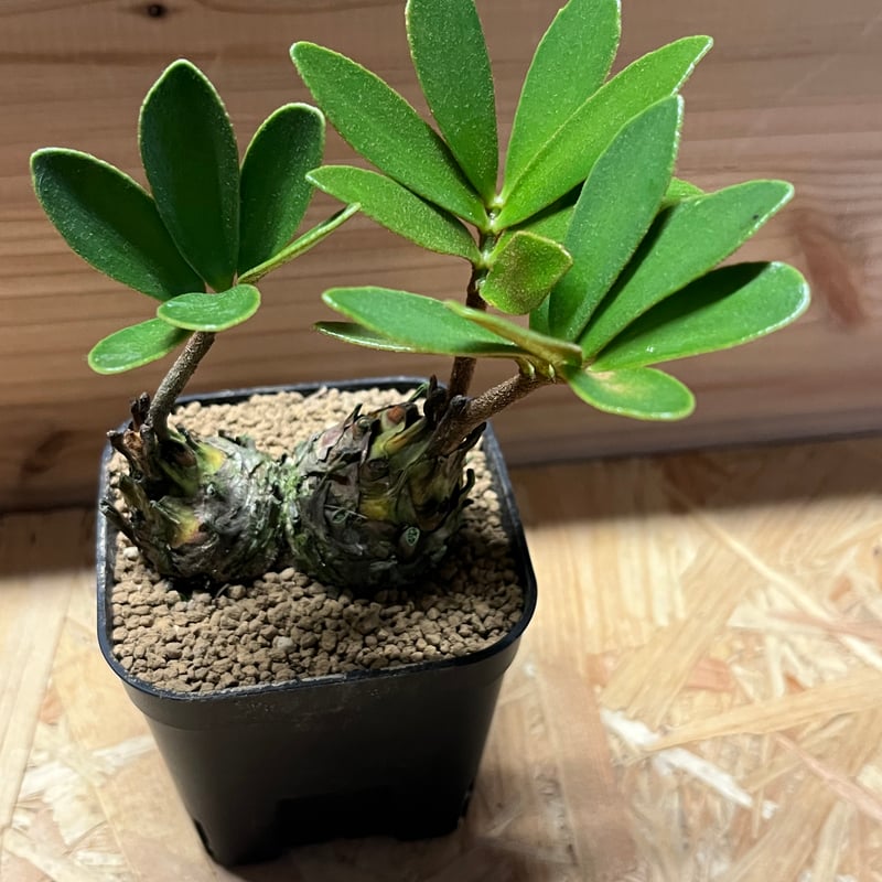 斑入り　群生 ザミア フルフラセア Zamia Furfuracea Variegata Ⅰザミア・フルフラケア 斑入り | Su