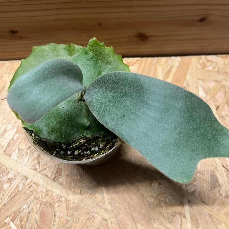 ビカクシダ ウィリンキー バリ | GREEN LUCK