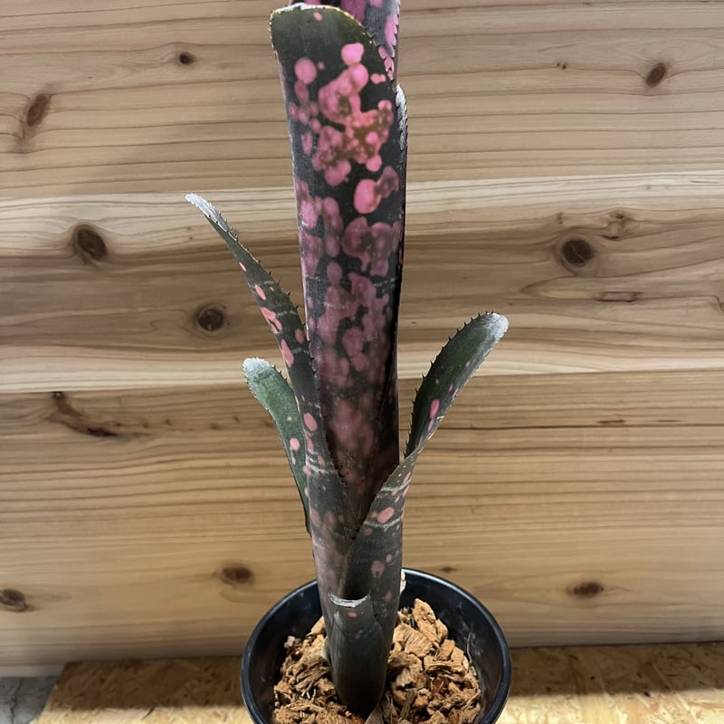 ビルベルギア インセンディアリーデライト | GREEN LUCK