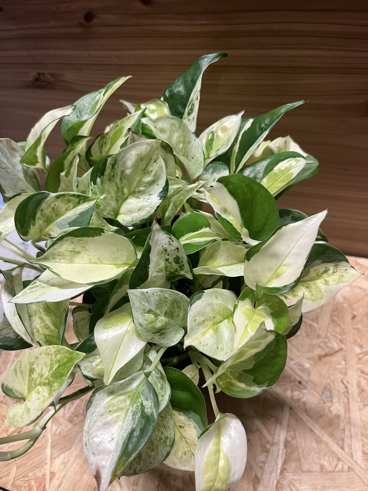 モンステラ・ポトス Non Green 37_480x480.jpg?v=1682064808