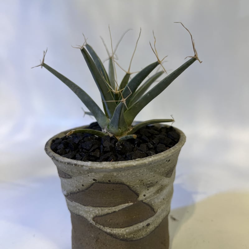 レウクテンベルギア プリンキピス 晃山×信楽鉢 | GREEN LUCK