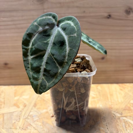 アンスリウム | STORES