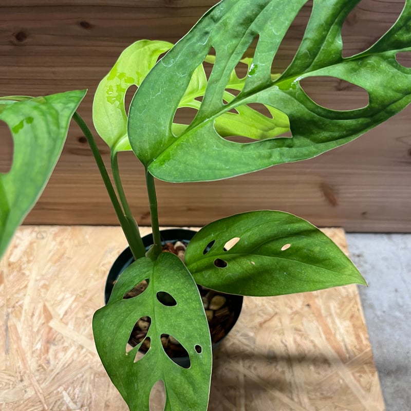 モンステラ エスケレート | GREEN LUCK