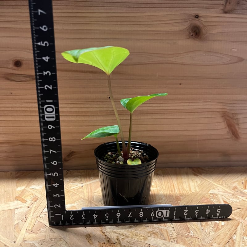 アンスリウム ハイブリッド aff.Besseae×Magnificum Verde | GR