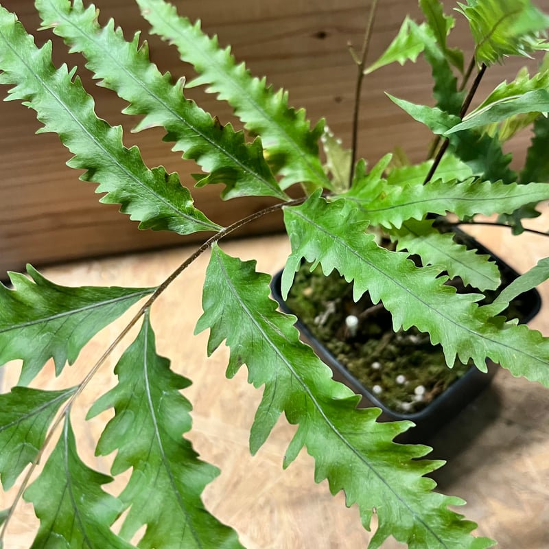 ドリナリア フロリダ 吊り シダ ドリナリア フロリダ | GREEN LUCK