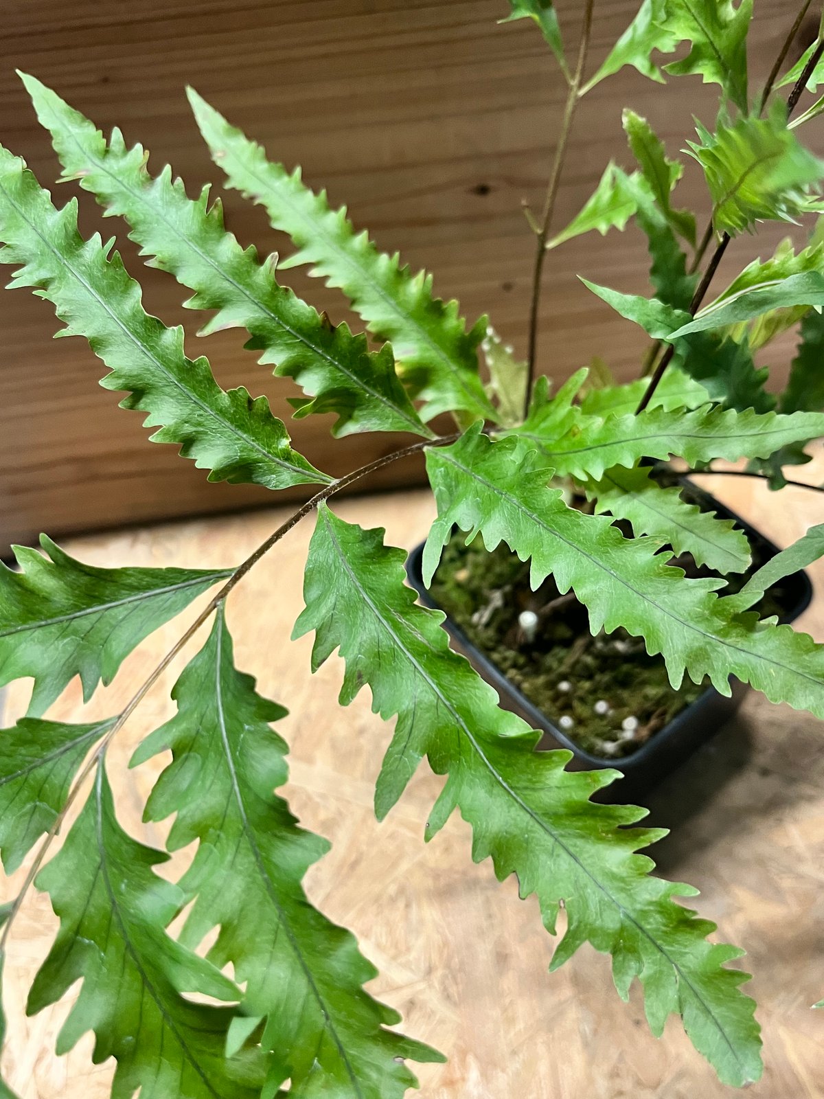 ドリナリア　フロリダ ドリナリア フロリダ | GREEN LUCK