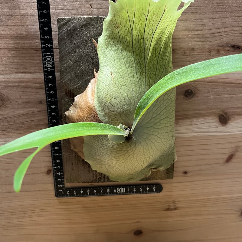 ビカクシダ tosaka トサカ　親株 P. tosaka from @three_little_plants.kotaro トサカのトサカは枯れ