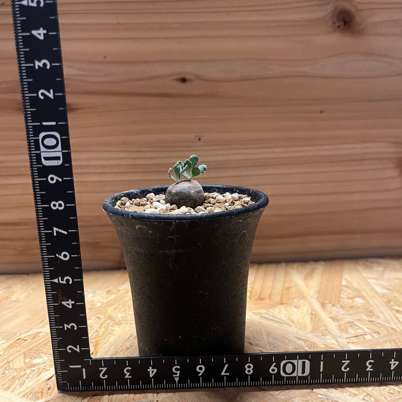 オトンナ カカリオイデス 実生 | GREEN LUCK