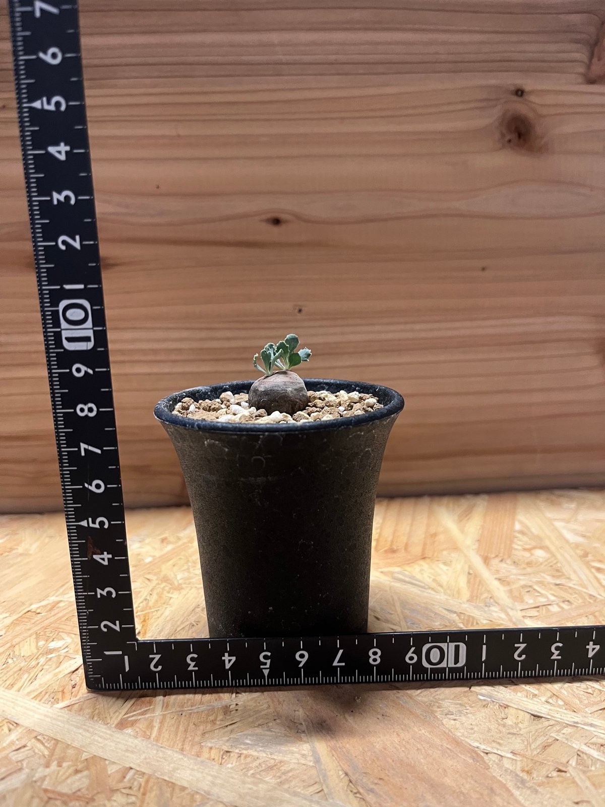 オトンナ カカリオイデス 実生 | GREEN LUCK