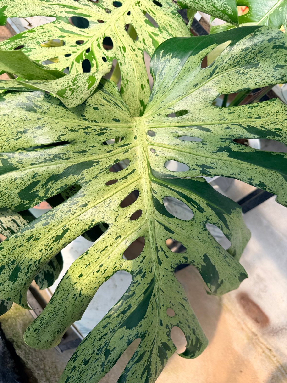 モンステラ デリシオーサ 'バルバソー' | GREEN LUCK