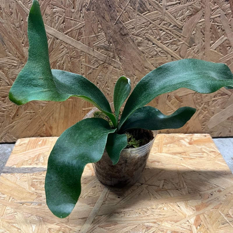 ビカクシダ ヒリー パナマ | GREEN LUCK