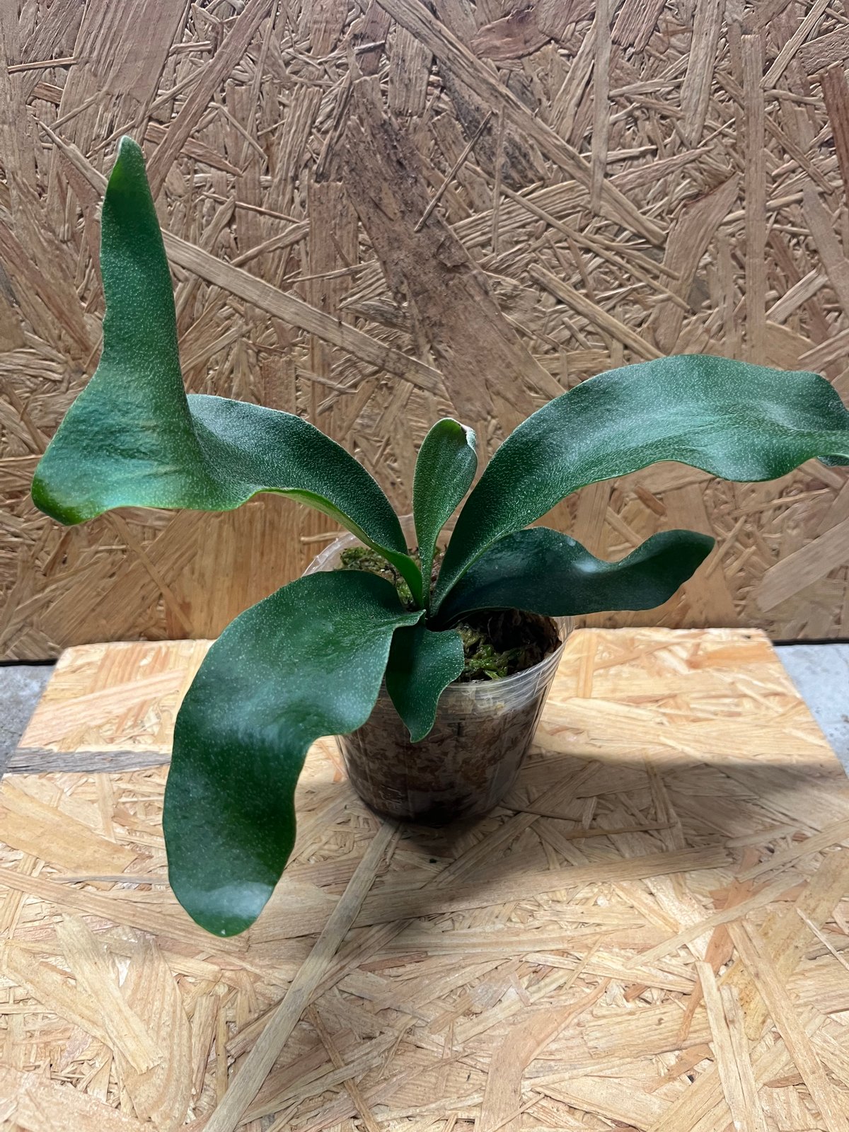 ビカクシダ ヒリー パナマ | GREEN LUCK