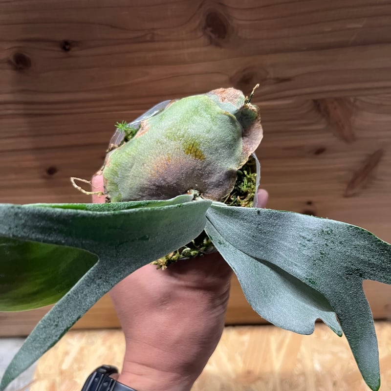 ビカクシダ E-1 白ビフ sp.White | GREEN LUCK