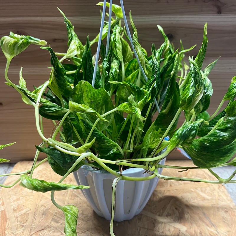 ポトス　テルノプレシャス ポトス テルノサンシャイン | GREEN LUCK