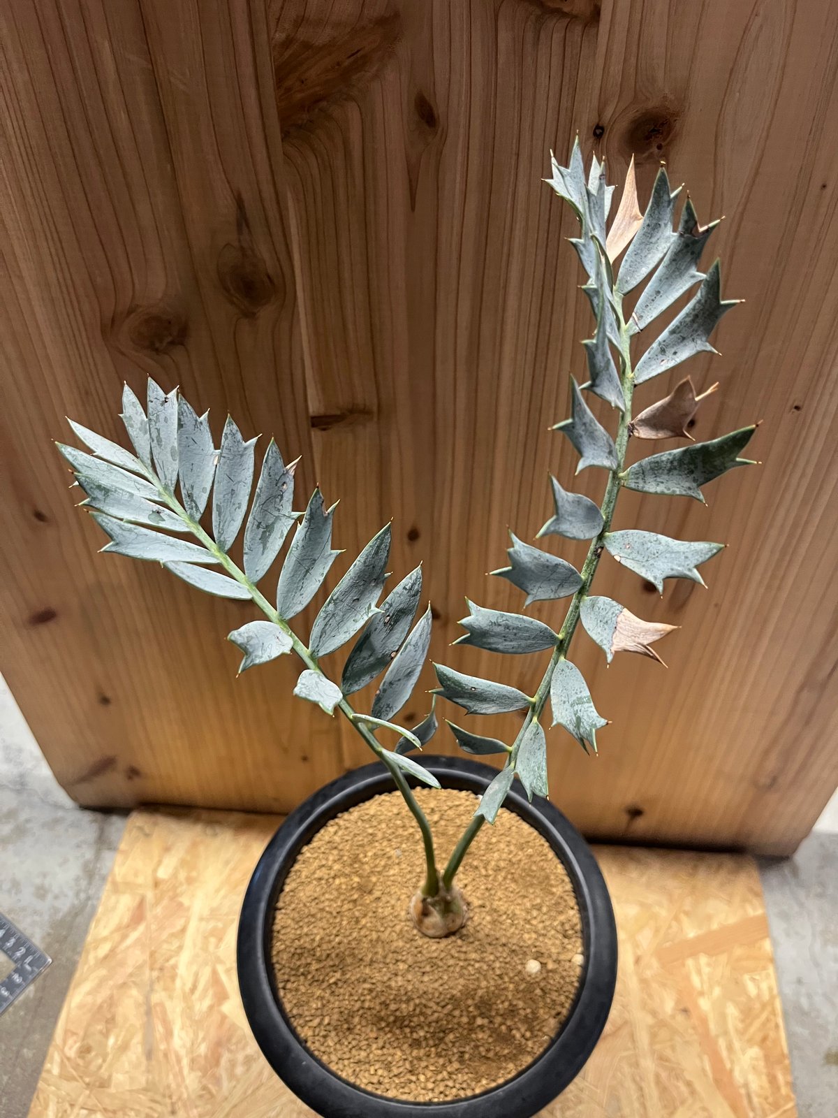 エンセファラルトス ホリダス | GREEN LUCK