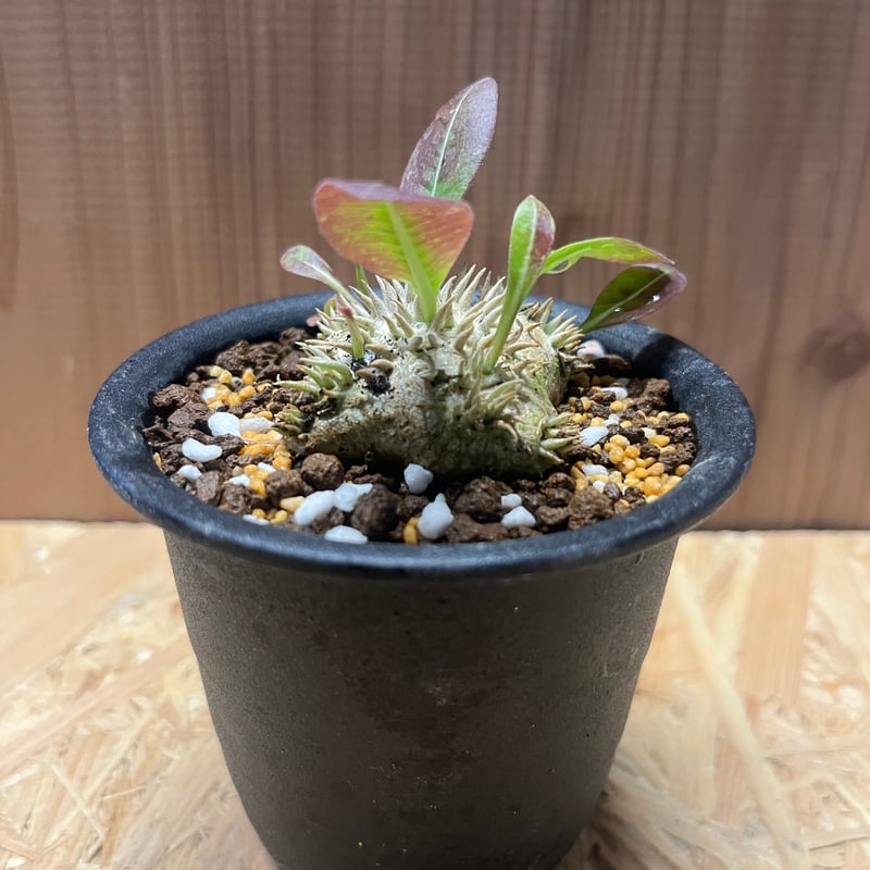 パキポディウム　恵比寿笑い　ブレビカウレ パキポディウム・ブレビカウレ（恵比寿笑い）002 – linkplants