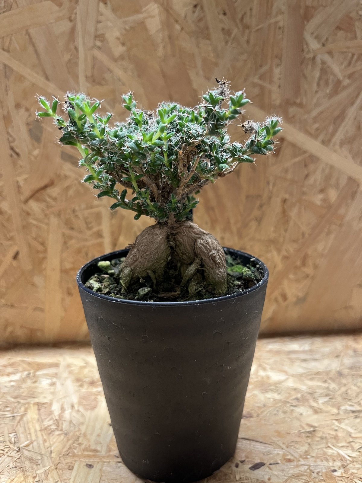 トリコディアデマ ブルボスム 姫紅小松 | GREEN LUCK