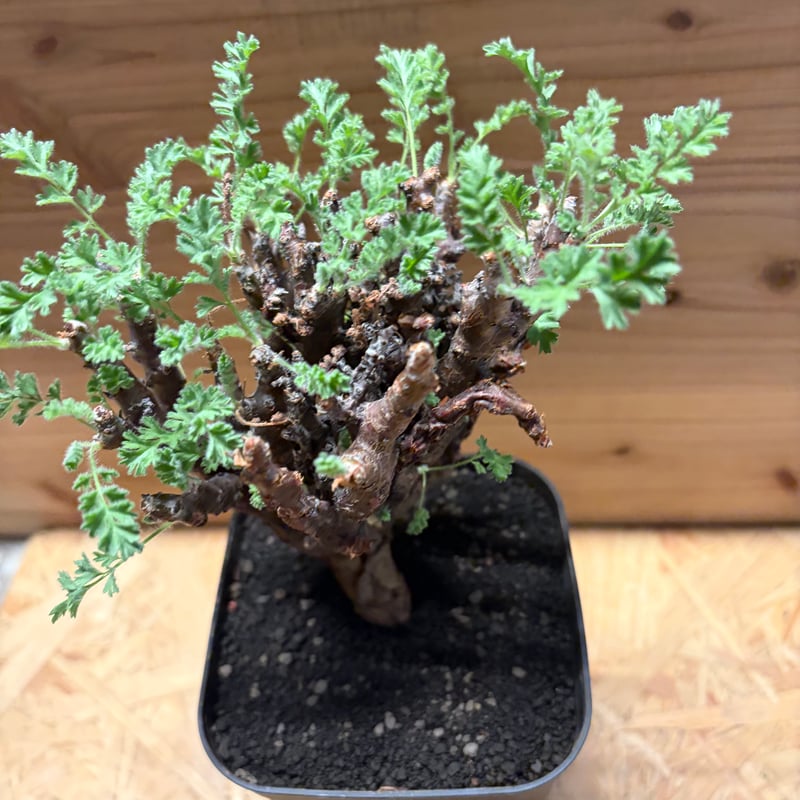 ペラルゴニウム アルテルナンス | GREEN LUCK