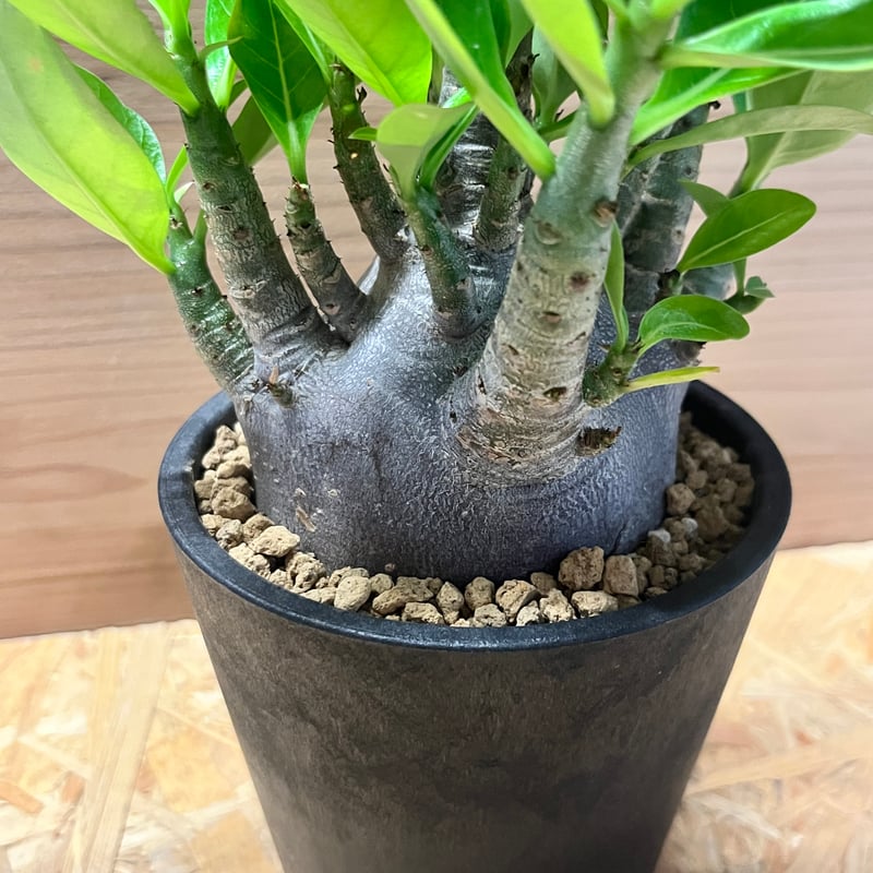 アデニウム 'ブラックゴジラ' | GREEN LUCK