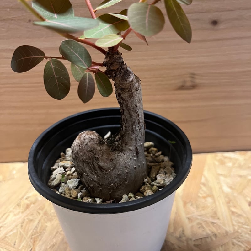 フィランサスミラビリス　超美形大株 フィランサス ミラビリス〉 〈北川和喜〉 植木鉢 @t