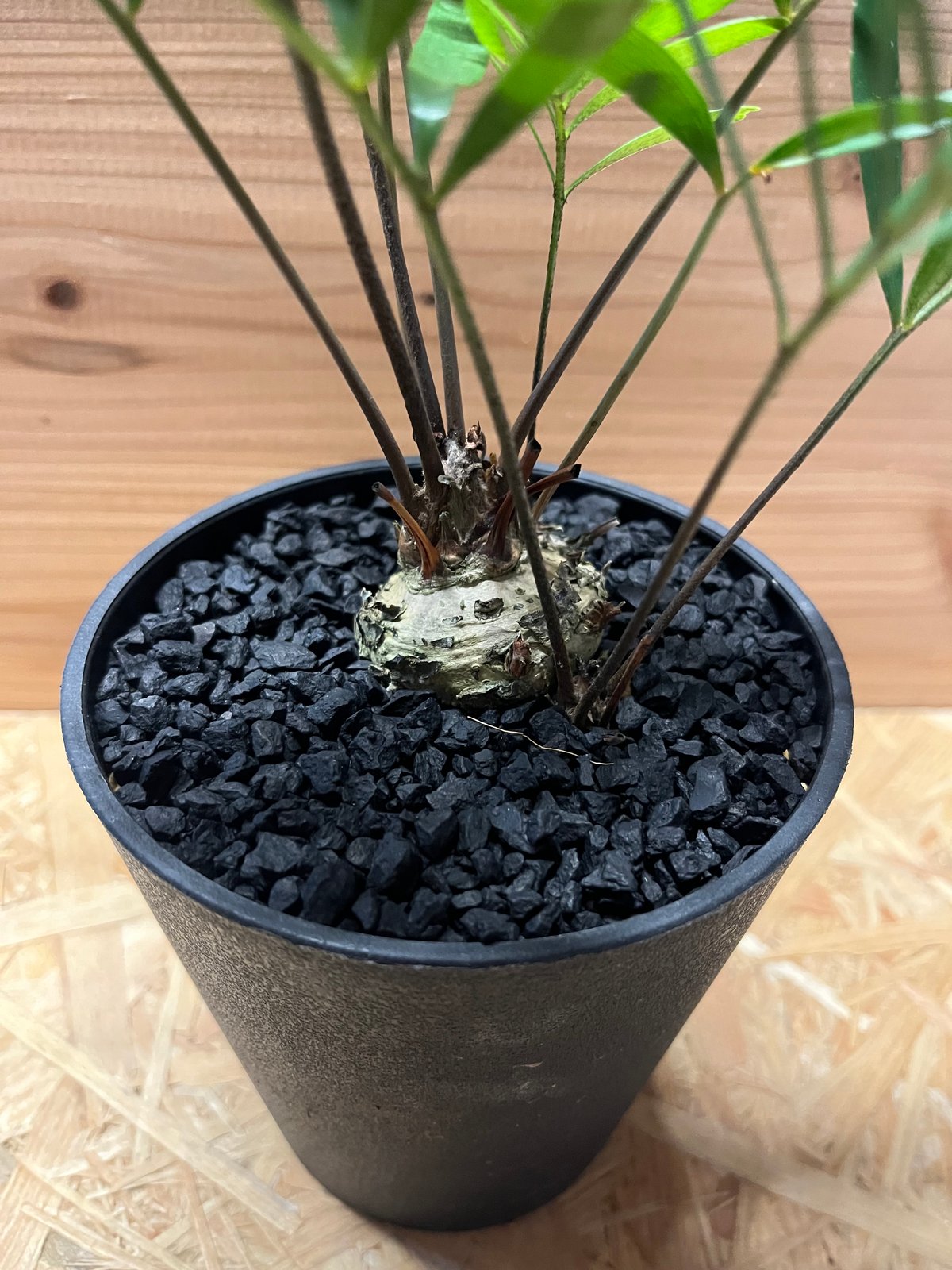 ザミア　フロリダーナ　７号鉢つき　2株セット❗ 3ヘッド&4ヘッド❗破格❗ ザミア フロリダーナ 7号鉢つき 2株セット❗ 3ヘッド&4ヘッド❗破格