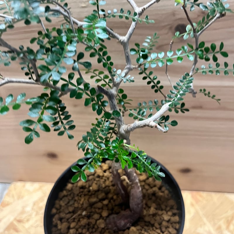 オペルクリカリア パキプス | GREEN LUCK